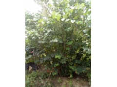 哪里有質(zhì)量好價格便宜的叢生紫荊賣？