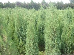 70-80公分刺柏價格多少錢一棵？