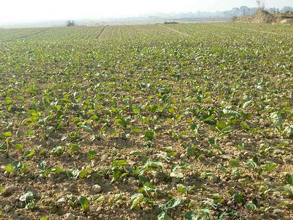 車(chē)前子種子發(fā)芽出苗圖片