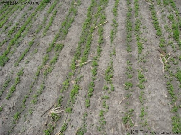 藍(lán)花亞麻種子發(fā)芽出苗圖片