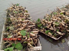 湖北哪里有賣水生荷花種植的？