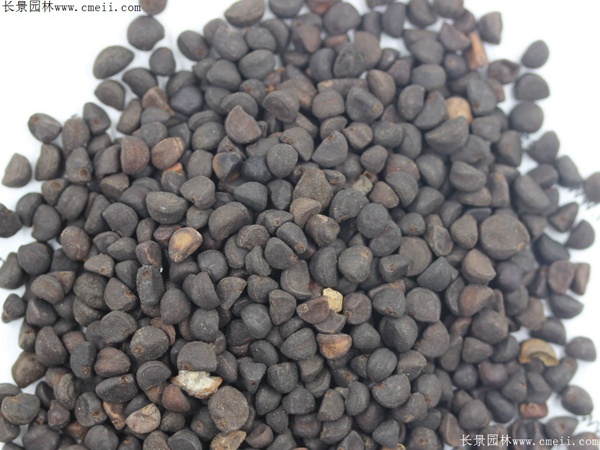 牽?；ǚN子圖片