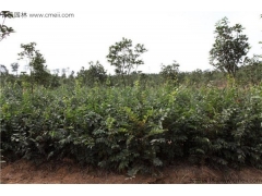 4月可以播種櫸樹嗎？