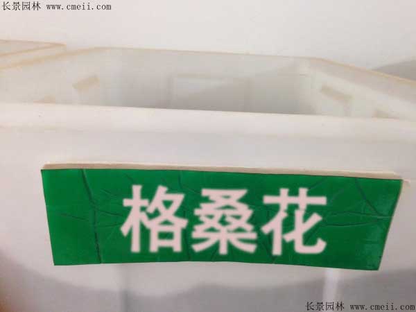 格?；ǚN子圖片