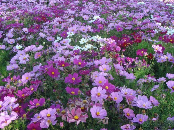 格?；ǚN子發(fā)芽出苗開花圖片