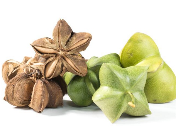 印加果種子多少錢(qián)一斤,印加果種子批發(fā)價(jià)格