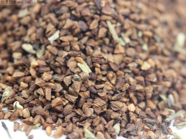 月見草種子 月見草種子