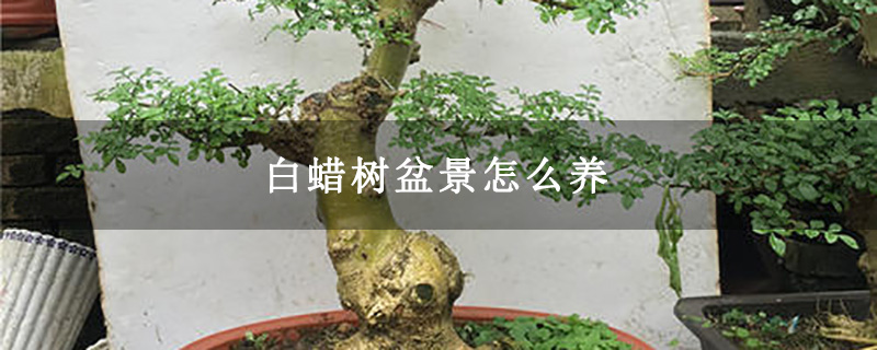 白蠟樹盆景怎么養(yǎng) 白蠟樹盆景怎么養(yǎng)