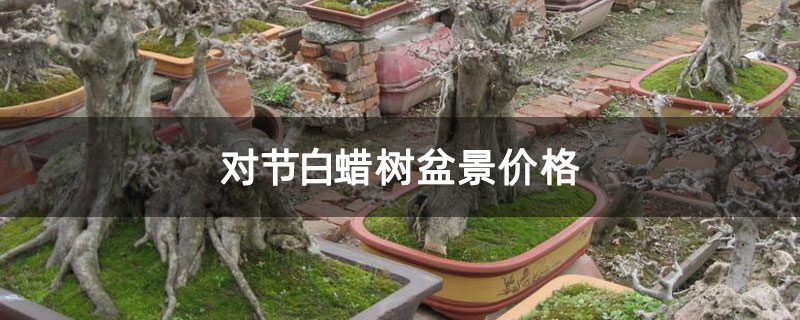 對節(jié)白蠟樹盆景價格 對節(jié)白蠟樹盆景價格