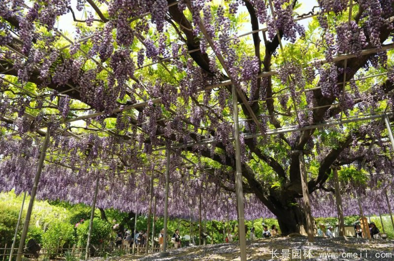 八重黑龍紫藤 八重黑龍紫藤
