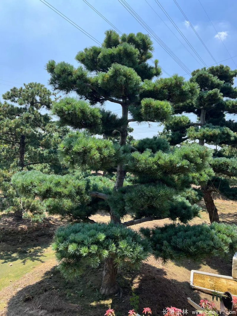 造型五針?biāo)? width= 造型五針?biāo)?/></p><p style=