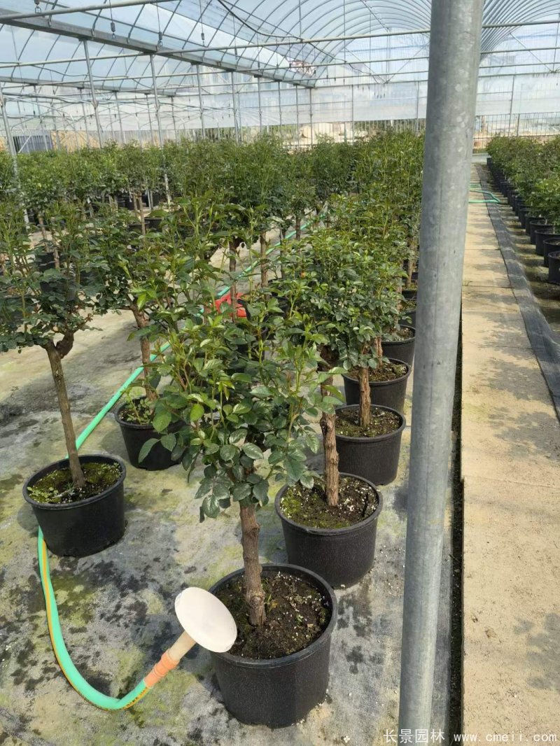 棒棒糖月季樹 棒棒糖月季樹