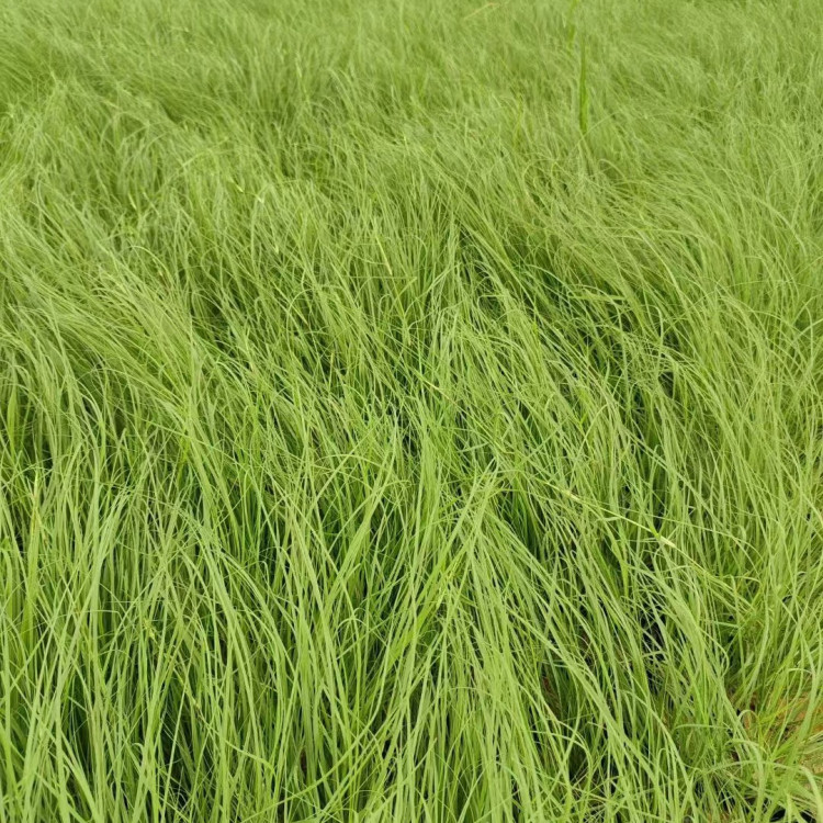 野牛草營養(yǎng)缽苗容器苗