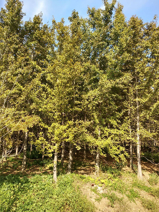 1585123294483522.jpg 銀杏樹(shù)苗多少錢(qián)一棵?銀杏樹(shù)苗怎么種植?