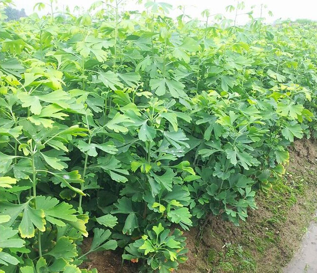 銀杏樹(shù)苗多少錢(qián)一棵?銀杏樹(shù)苗怎么種植? 銀杏樹(shù)苗多少錢(qián)一棵?銀杏樹(shù)苗怎么種植?