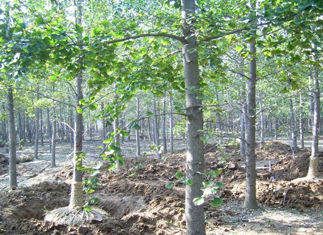 銀杏樹(shù)苗多少錢(qián)一棵?銀杏樹(shù)苗怎么種植? 銀杏樹(shù)苗多少錢(qián)一棵?銀杏樹(shù)苗怎么種植?