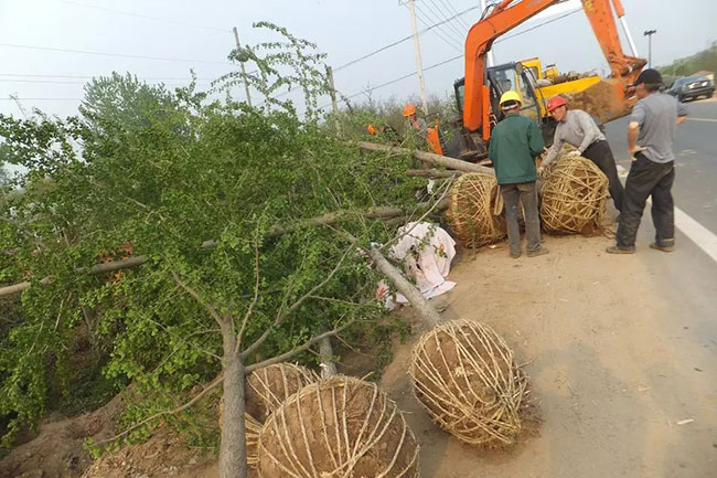 銀杏樹(shù)苗多少錢(qián)一棵?銀杏樹(shù)苗怎么種植? 銀杏樹(shù)苗多少錢(qián)一棵?銀杏樹(shù)苗怎么種植?