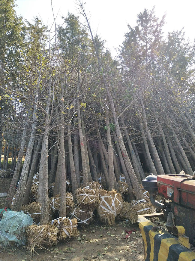 銀杏樹(shù)3 (2).jpg