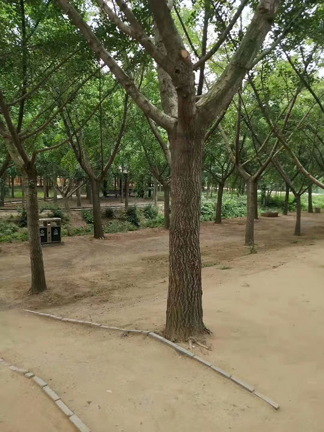 銀杏樹(shù)價(jià)格