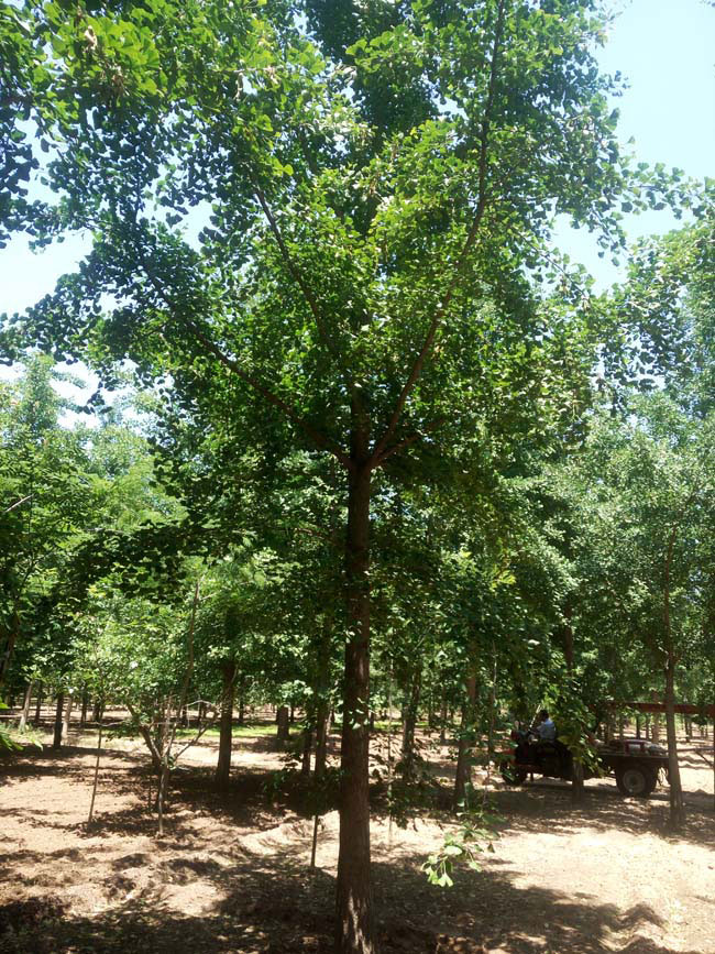 銀杏樹(shù)價(jià)格
