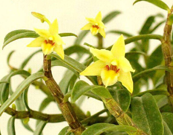 石斛開花 石斛開花