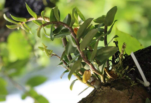 石斛種植 石斛種植